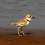 Charadrius collaris 