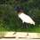 Jabiru mycteria