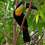 Ramphastos vitellinus